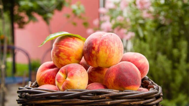 How To Ripen Grocery Store Peaches