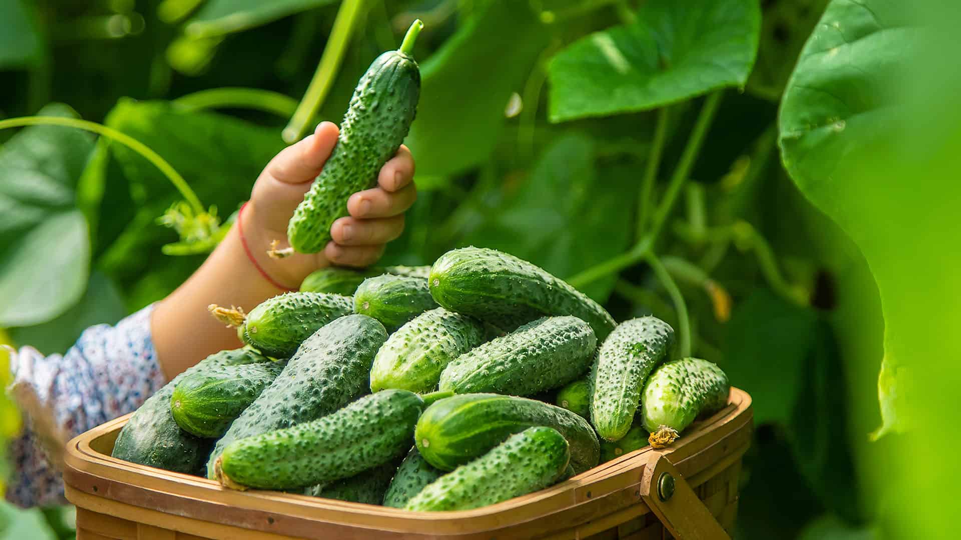 cucumbers in a basket.